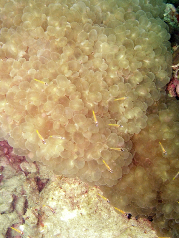 IMG_1686.jpg - Loads of Bubble coral in Lipe