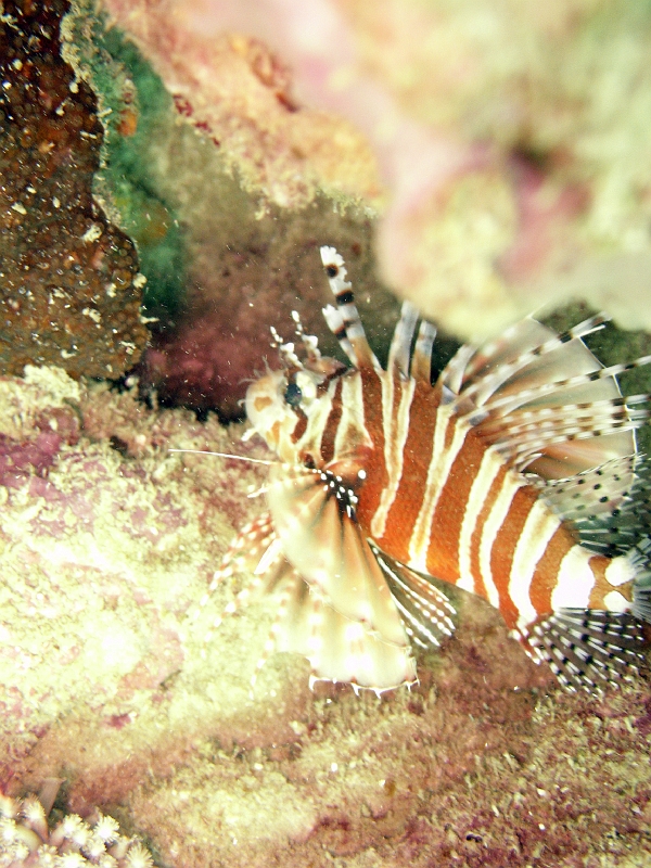 IMG_1714.jpg - zebra lionfish