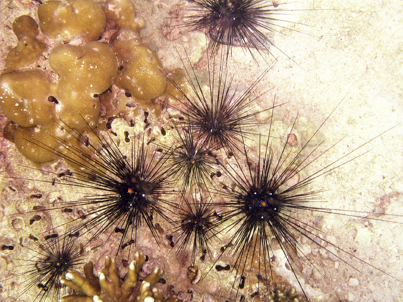 IMG_1753.jpg - Lipe underwater is full of sea urchins!