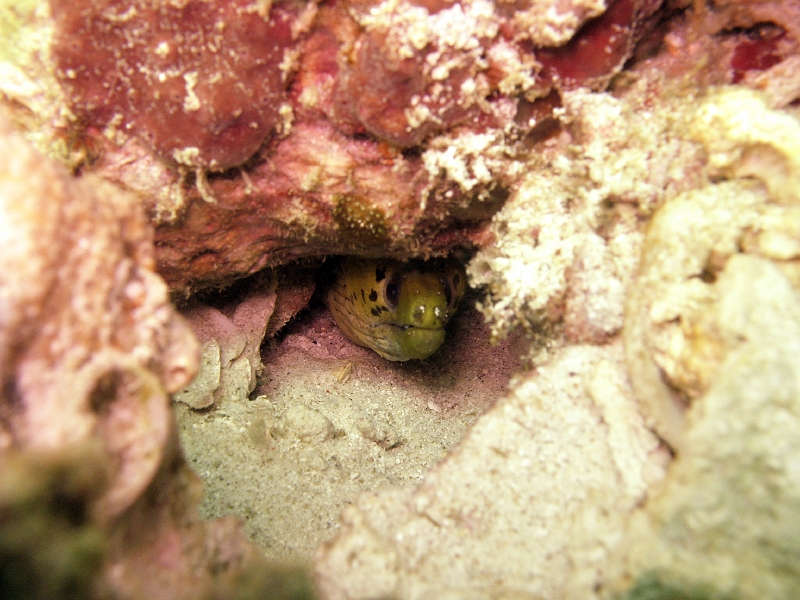 IMG_1829.jpg - Fimbriated Moray (Gymnothorax fimbriatus) hides in a cave