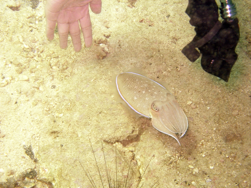 IMG_1846.jpg - Cuttlefish camouflaged