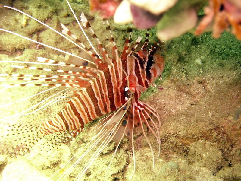 IMG_1848.jpg - spotfin lionfish, identified by frilled tentacles above the eyes, whitish long free rays of the pectoral fins connected at the base by membrane with spots