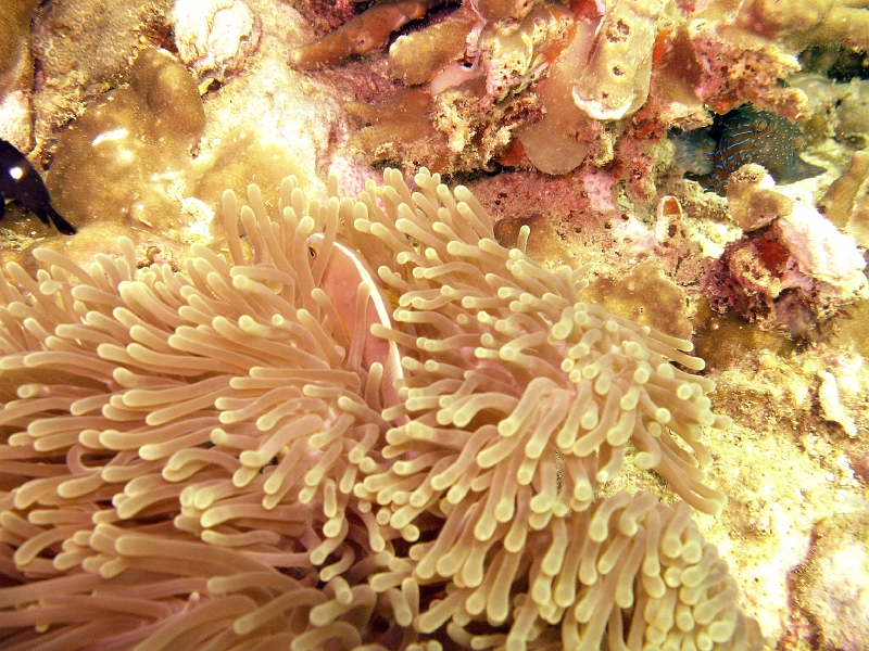 IMG_1852.jpg - Pink anemonefish
