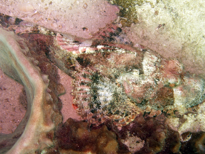 IMG_1887.jpg - Scorpionfish