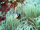 Clarks_anemonefish