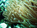 sea_anemone