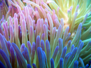 sea_anemone2